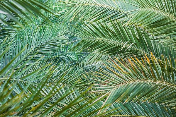 Wilson, Emily M. 아티스트의 Middle East-Arabian Peninsula-Oman-Ad Dakhiliyah-Nizwa-Palm tree fronds in Nizwa-Oman작품입니다.